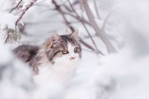 Обои на рабочий стол Серо-белая кошка с зелеными глазами на размытом фоне, by Lepale