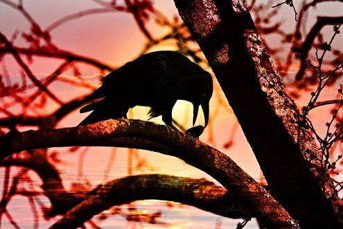 Обои на рабочий стол Силуэт ворона на дереве, by Mabel Amber