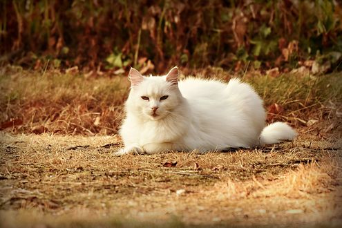 Обои на рабочий стол Белая кошка лежит на земле на размытом фоне, by Mabel Amber