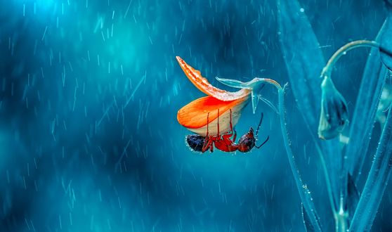 Обои на рабочий стол Муравей на цветке под дождем, by Mustafa Оzturk