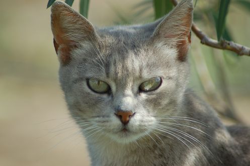 Обои на рабочий стол Серая кошка с зелеными глазами на размытом фоне, by barbara baldocchi