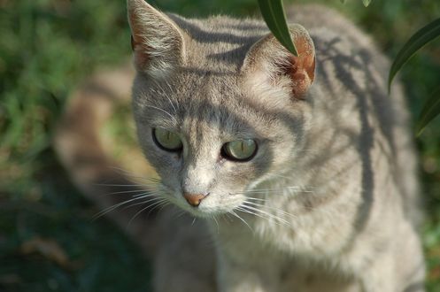 Обои на рабочий стол Серая кошка с зелеными глазами на размытом фоне, by barbara baldocchi