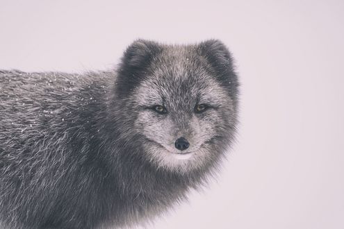 Обои на рабочий стол Песец смотрит на нас, by Jonatan Pie