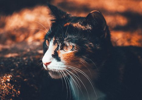 Обои на рабочий стол Мордочка трехшерстной кошки на размытом фоне, by Pexels