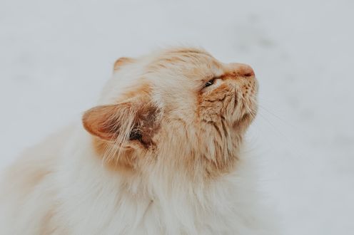 Обои на рабочий стол Рыжая кошка в профиль, by Daniel Spase