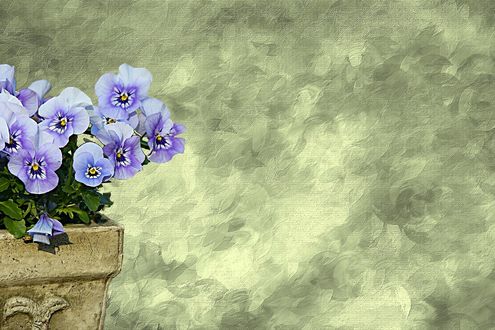 Обои на рабочий стол Анютины глазки на фоне текстуры, by Christiane