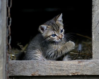 Обои на рабочий стол Серый котенок с голубыми глазами сидит в собачьей будке на сене, by AdinaVoicu
