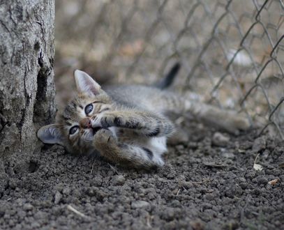 Обои на рабочий стол Серый котенок лежит на земле у ствола дерева, by AdinaVoicu