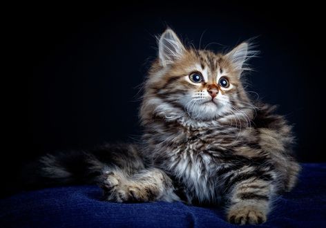 Обои на рабочий стол Полосатый котенок лежит на синей ткани