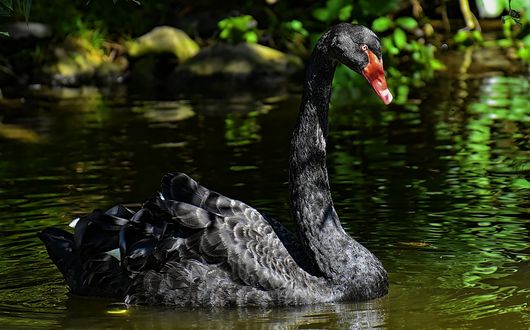 Обои на рабочий стол Черный лебедь на воде, by Alexas_Fotos