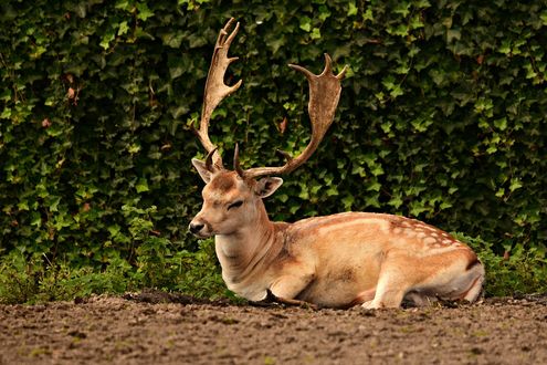 Обои на рабочий стол Олень лежит на земле на фоне листьев, by Mabel Amber