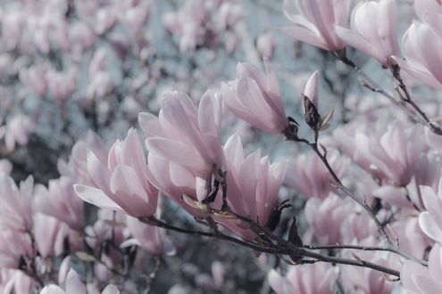 Обои на рабочий стол Цветы магнолии на размытом фоне, by Ilona