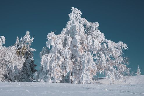 Обои на рабочий стол Заснеженные деревья, by Ilona