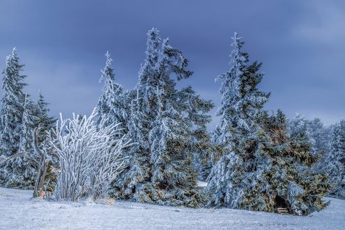 Обои на рабочий стол Заснеженные деревья, by Ilona