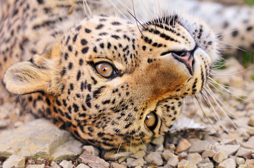 Обои на рабочий стол Леопард лежит на камешках, by Tambako The Jaguar