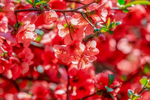Обои на рабочий стол Цветущая вишня, by Ilona