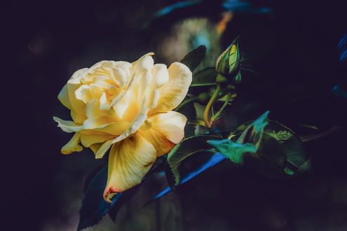 Обои на рабочий стол Желтая роза с бутонами, by Ilona