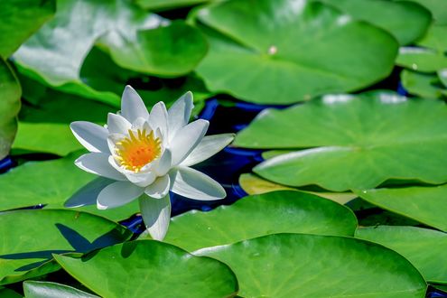 Обои на рабочий стол Белая водяная лилия с листьями на воде, by Ilona