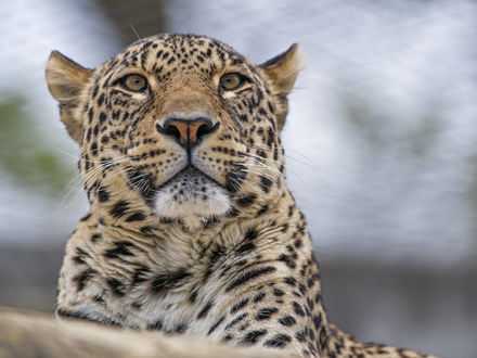 Обои на рабочий стол Леопард на размытом фоне, by Tambako The Jaguar