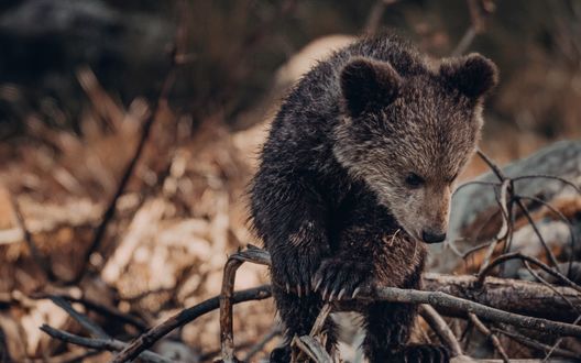 Обои на рабочий стол Медвежонок на природе, by si Janko Ferliс
