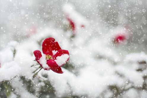 Стоковые фотографии по запросу Зима весна