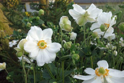 Обои на рабочий стол Белые цветы анемона, by Sabrina B