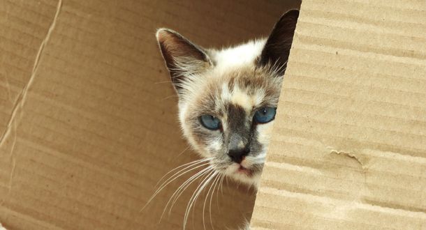 Обои на рабочий стол Белая кошка с черными ушками выглядывает из коробки