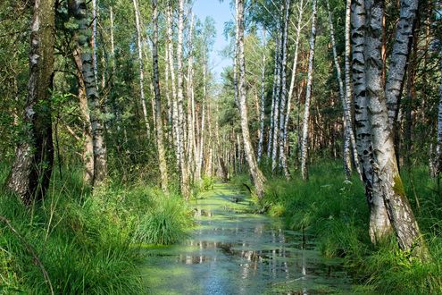Обои на рабочий стол Небольшой водоем на фоне берез, by Manfred Antranias Zimmer