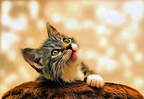 Обои на рабочий стол Котенок смотрит вверх, by montag451