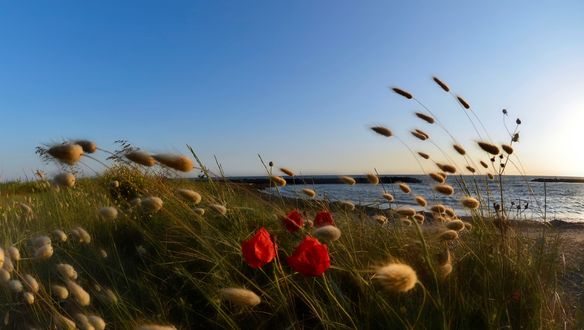 Обои на рабочий стол Цветы мака в траве на переднем плане перед водоемом, by Anna Savino