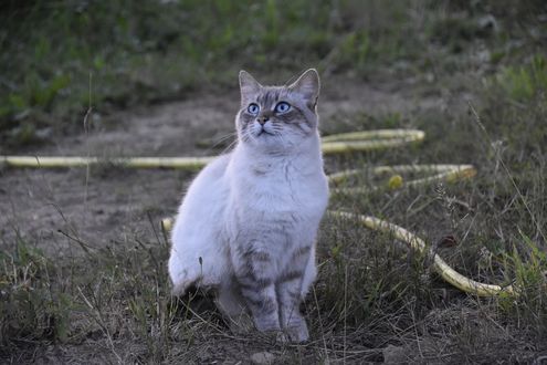 Обои на рабочий стол Серая кошка с голубыми глазами сидит на земле, by JacLou DL