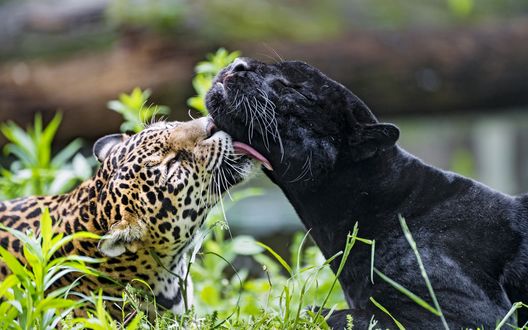 Обои на рабочий стол Леопард лижет пантеру, фотограф Tambako The Jaguar