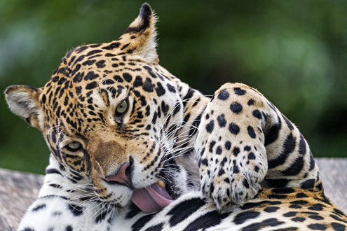 Обои на рабочий стол Леопард умывается, фотограф Tambako The Jaguar