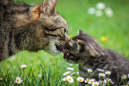 Обои на рабочий стол Кршка вылизывает котенка на поляне с ромашками, by Ilona Ilyes