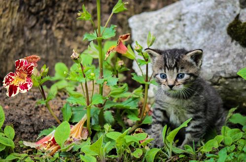 Обои на рабочий стол Серый котенок с голубыми глазами на фоне цветов, by Ilona Ilyes