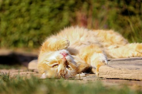 Обои на рабочий стол Рыжая кошка лежит на земле, by Ilona Ilyes
