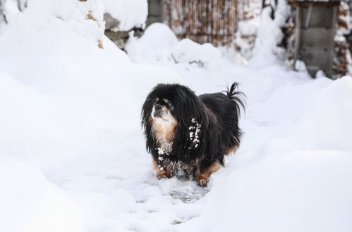 Обои на рабочий стол Собака породы тибетский спаниель сидит на снегу, by Ilona Ilyes