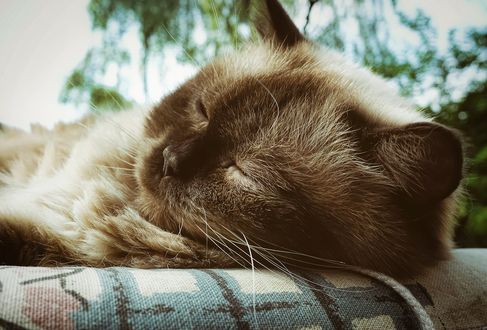 Обои на рабочий стол Спящая кошка, by Alexas_Fotos