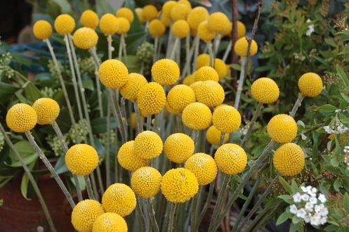 Обои на рабочий стол Желтые шары краспедии, by barbara baldocchi
