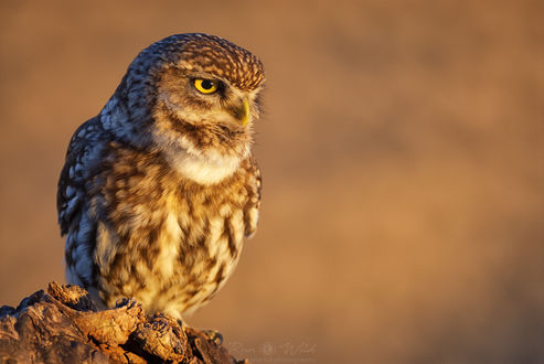 Обои на рабочий стол Сова стоит на пне, by RunWild Photography