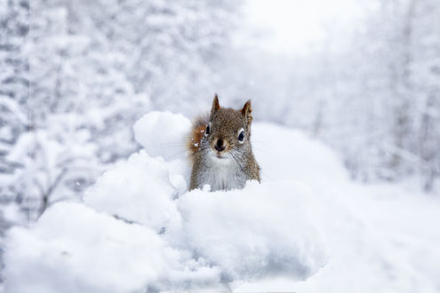 Обои на рабочий стол Белочка в снегу, by Andre Villeneuve