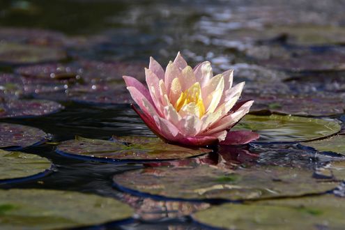 Обои на рабочий стол Водяная лилия с листьями на воде, by annca