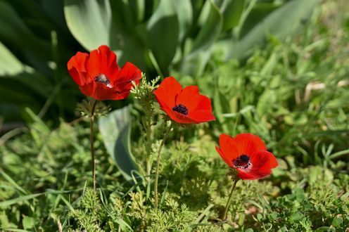 Обои на рабочий стол Цветы маков на размытом фоне, by Moshe Harosh