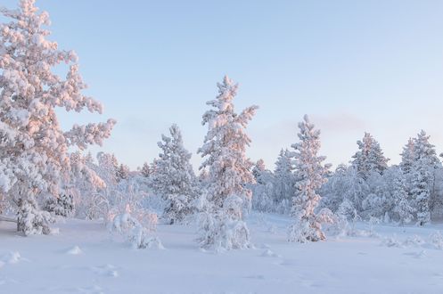 Обои на рабочий стол Заснеженные деревья на фоне неба, by Oleg Sidorin