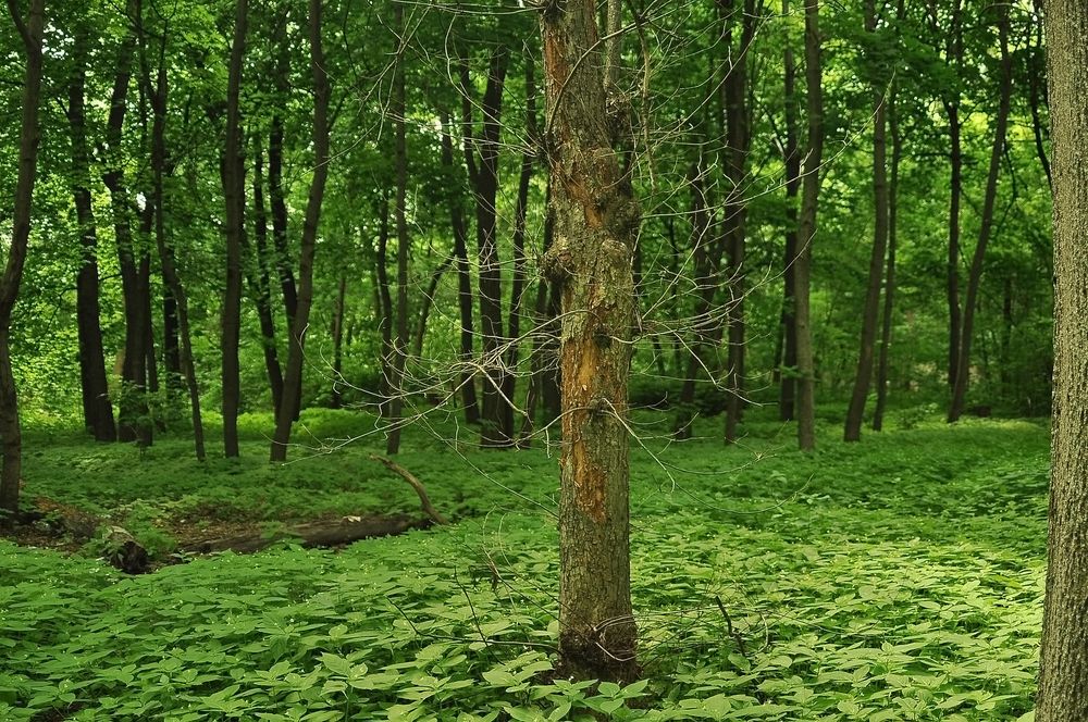 Обои для рабочего стола Ствол одинокого дерева на поляне на фоне деревьев, by Светлана Бердник