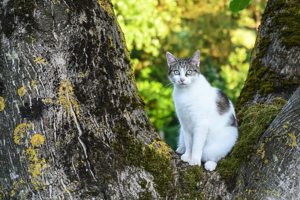 Кошка сидит на стуле