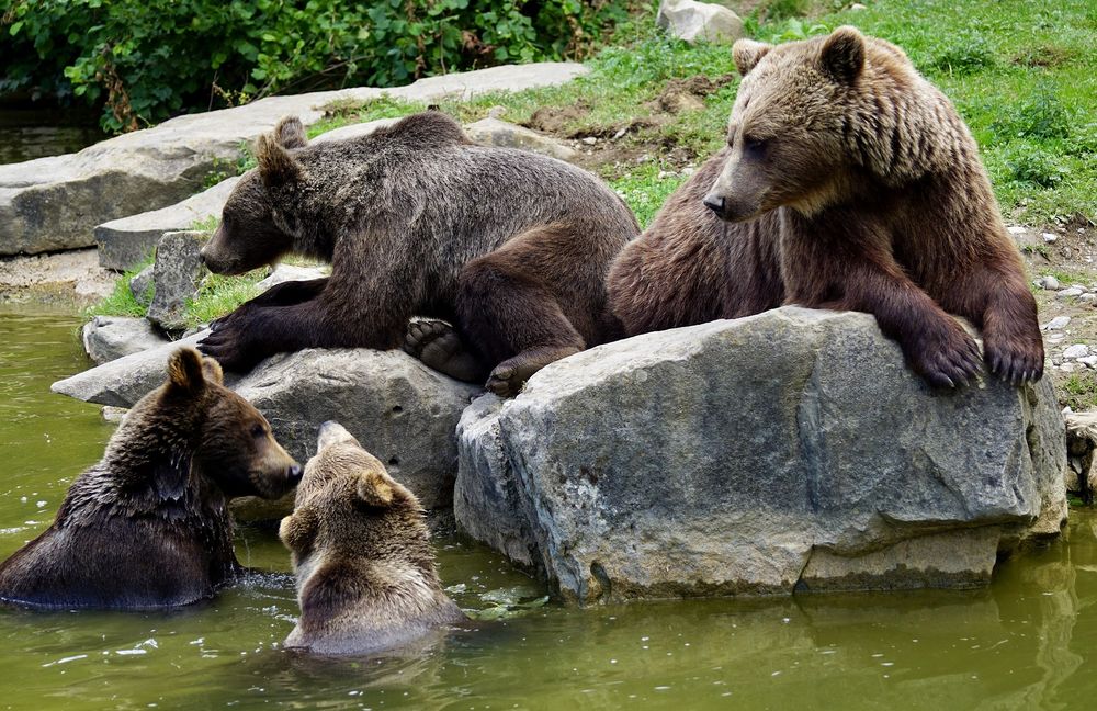 Обои для рабочего стола Медведи с медвежатами на камнях и в воде, by Susanne Jutzeler