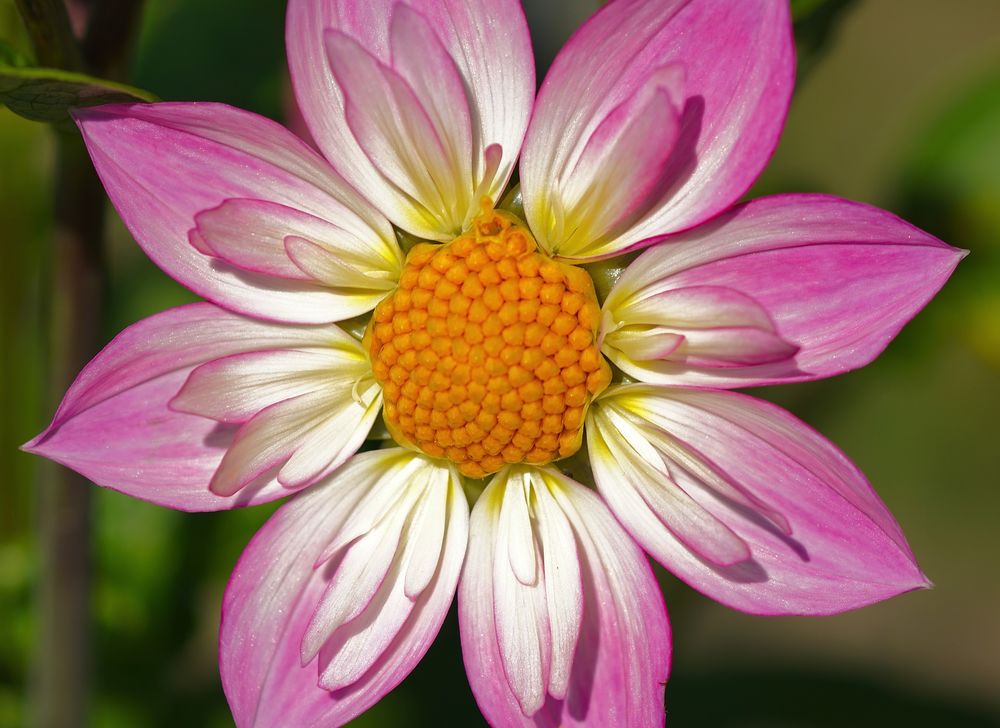 Обои для рабочего стола Розовый георгин крупным планом, by Susanne Jutzeler