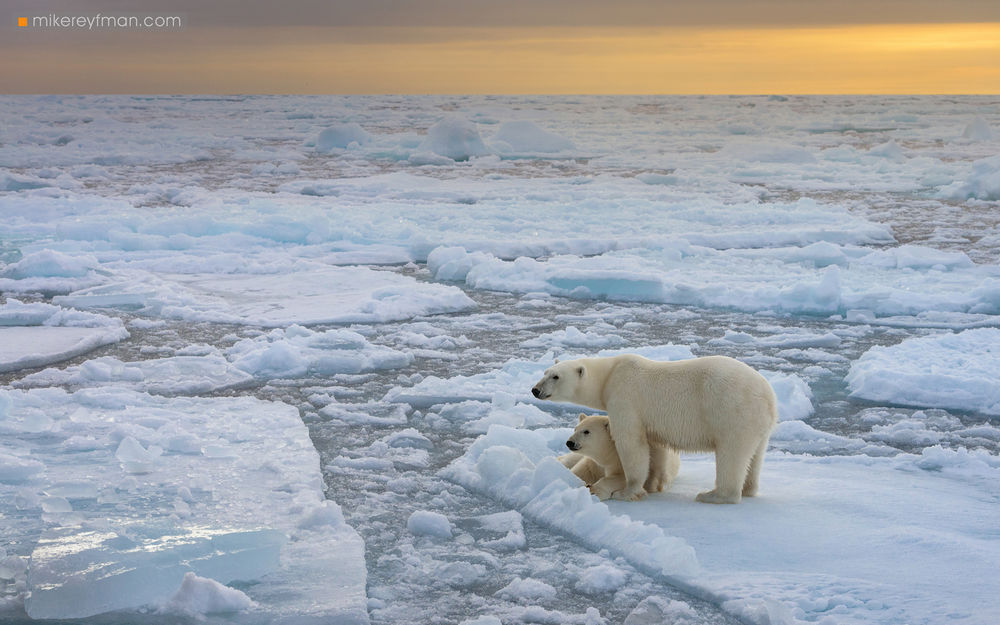 Обои для рабочего стола Медведица с медвежонком на льдине на фоне льдов и торосов, by Майк Рейфман