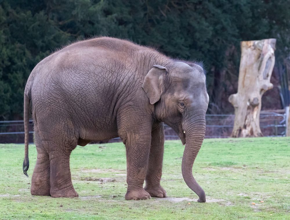 Обои для рабочего стола Индийский слон стоит на траве, by Kev
